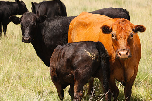 Unsere Angus und Hereford Rinder beruhen auf einer langjährigen und sorgfältigen Zucht, welche auf höchste Fleischqualität ausgerichtet ist